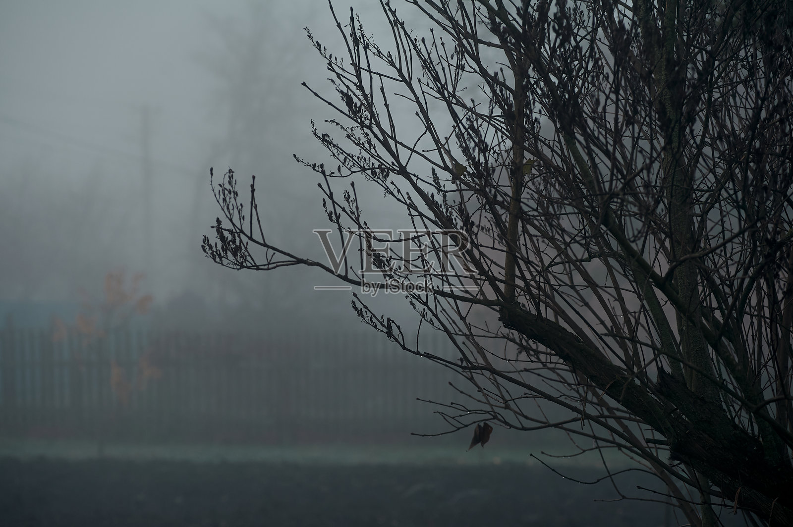废弃村庄内雾中的干枯老树照片摄影图片