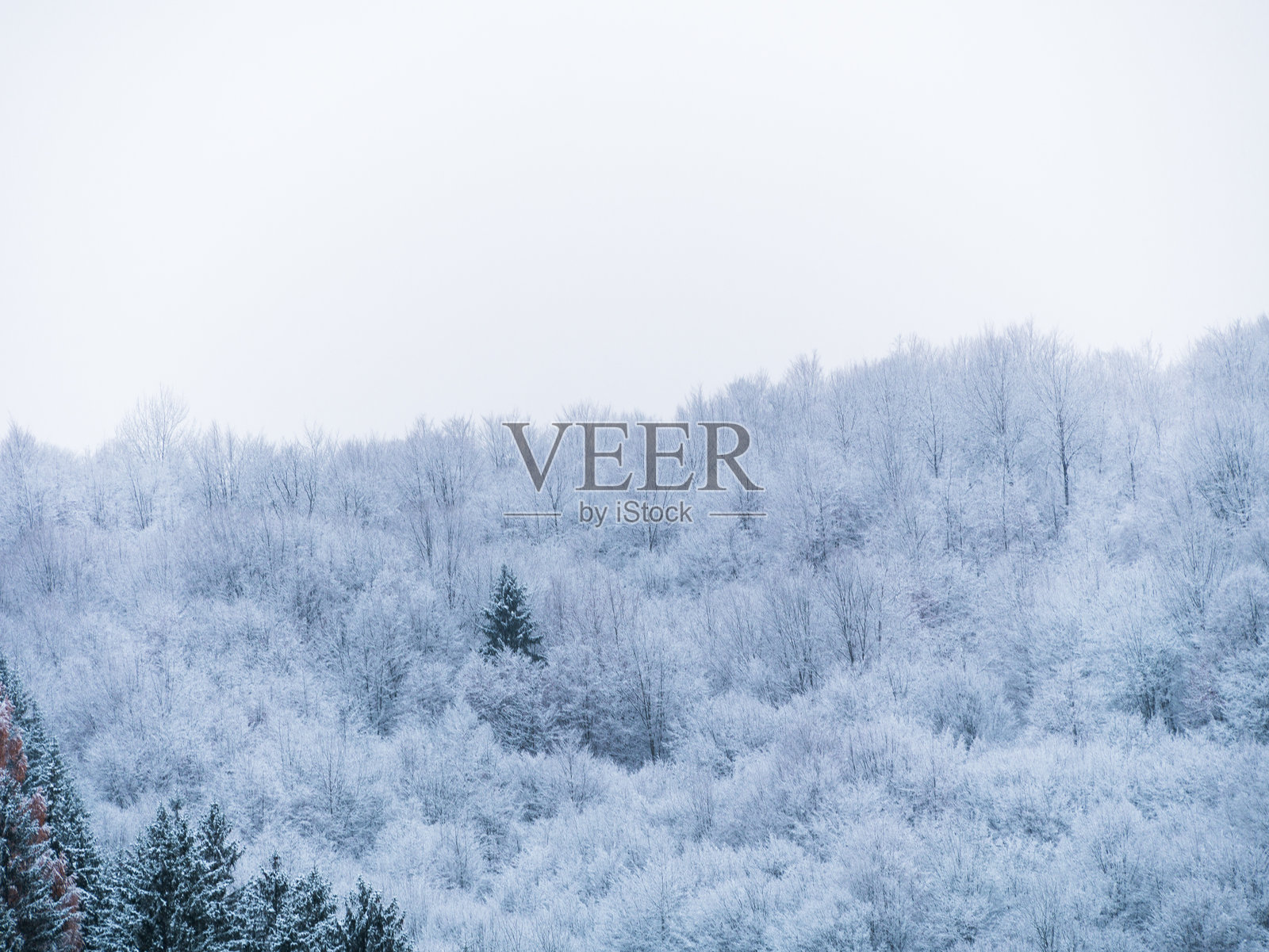 雾气弥漫的冬季喀尔巴阡山脉景观。喀尔巴阡山的雪松森林。覆盖着白雪的冷杉树。照片摄影图片