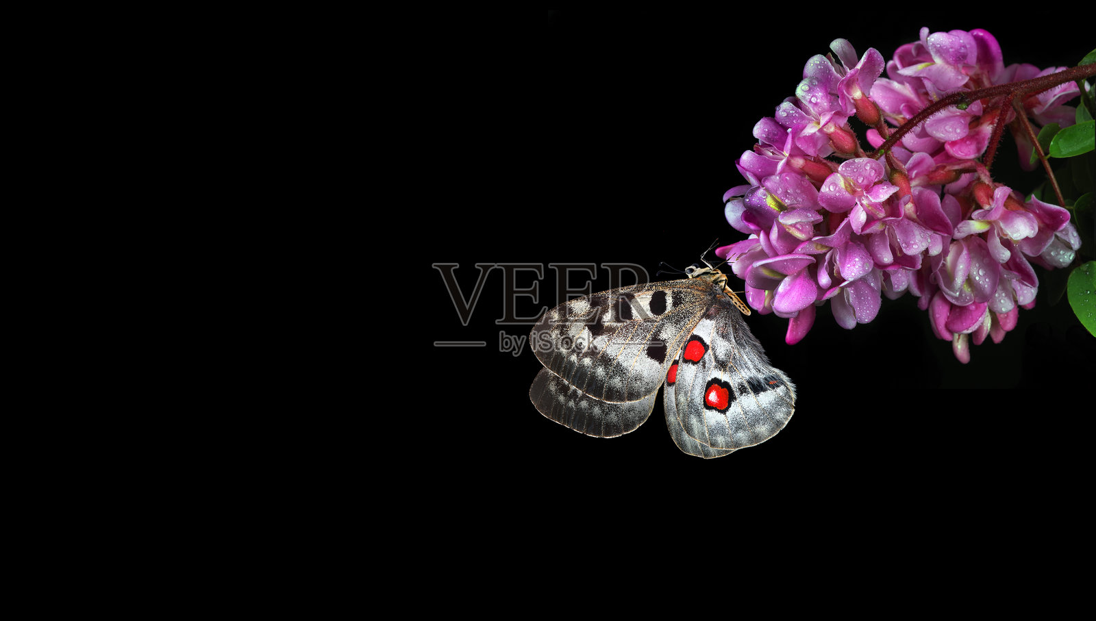 明亮的阿波罗蝴蝶停在紫色的相思花上，背景为黑色。蝴蝶与春天的花朵。留白空间。照片摄影图片