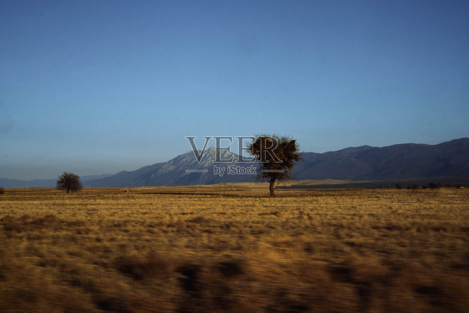 路边的树照片摄影图片