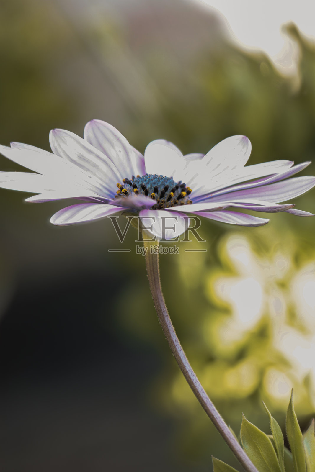 阳光下花园中盛开的白色和紫色雏菊花照片摄影图片