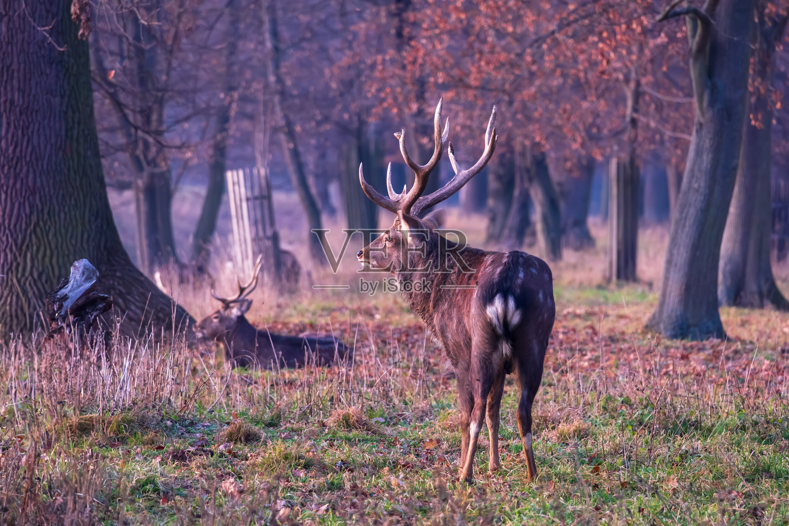 冬季森林中的日本梅花鹿 - Cervus nippon照片摄影图片