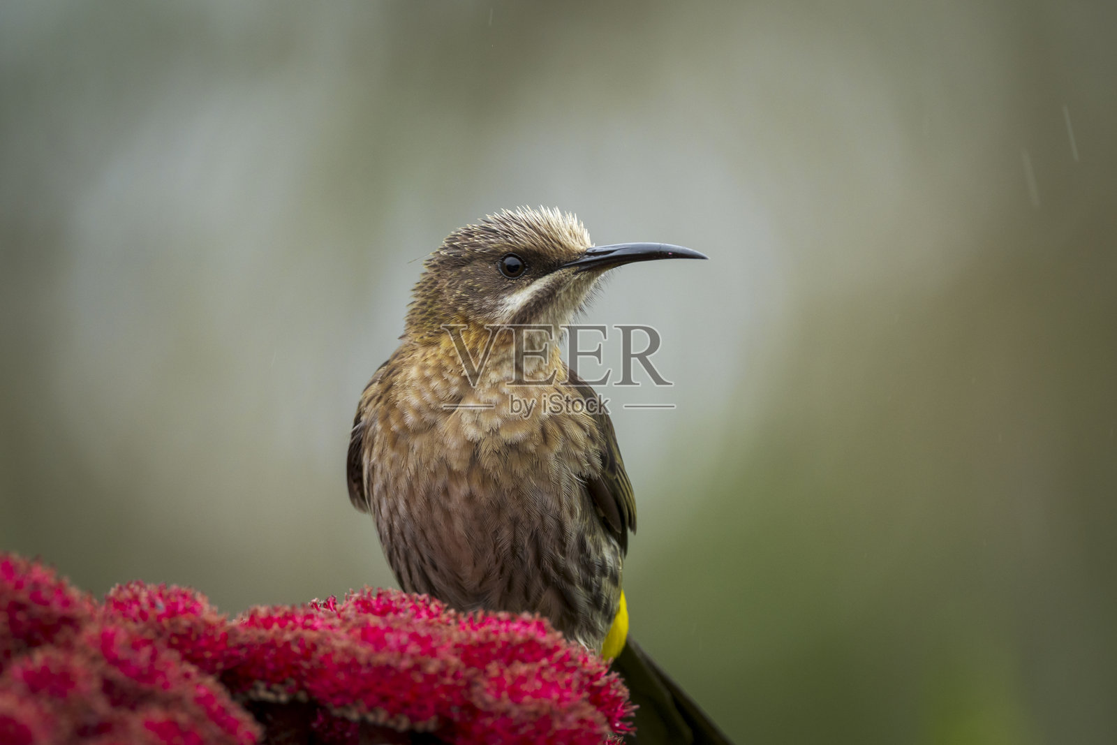 开普糖鸟（Promerops cafer）在红色科尔科尔（Berzelia stokoei或Brunia stokoei）上吸食花蜜，地点为贝蒂湾（Bettys Bay），鲸海岸，奥弗贝格，西开普省，南非。照片摄影图片