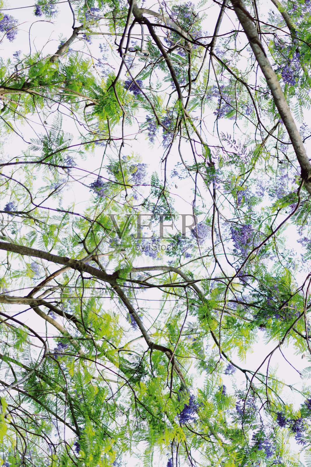 紫葳照片摄影图片