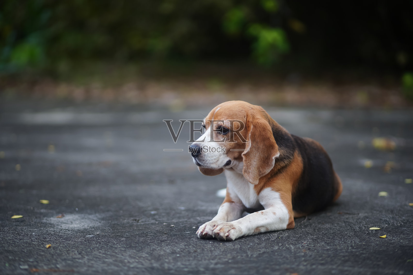 一只可爱的比格犬躺在水泥地上。照片摄影图片