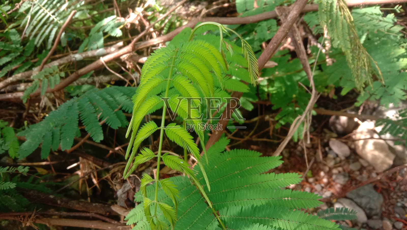 蕨类植物照片摄影图片