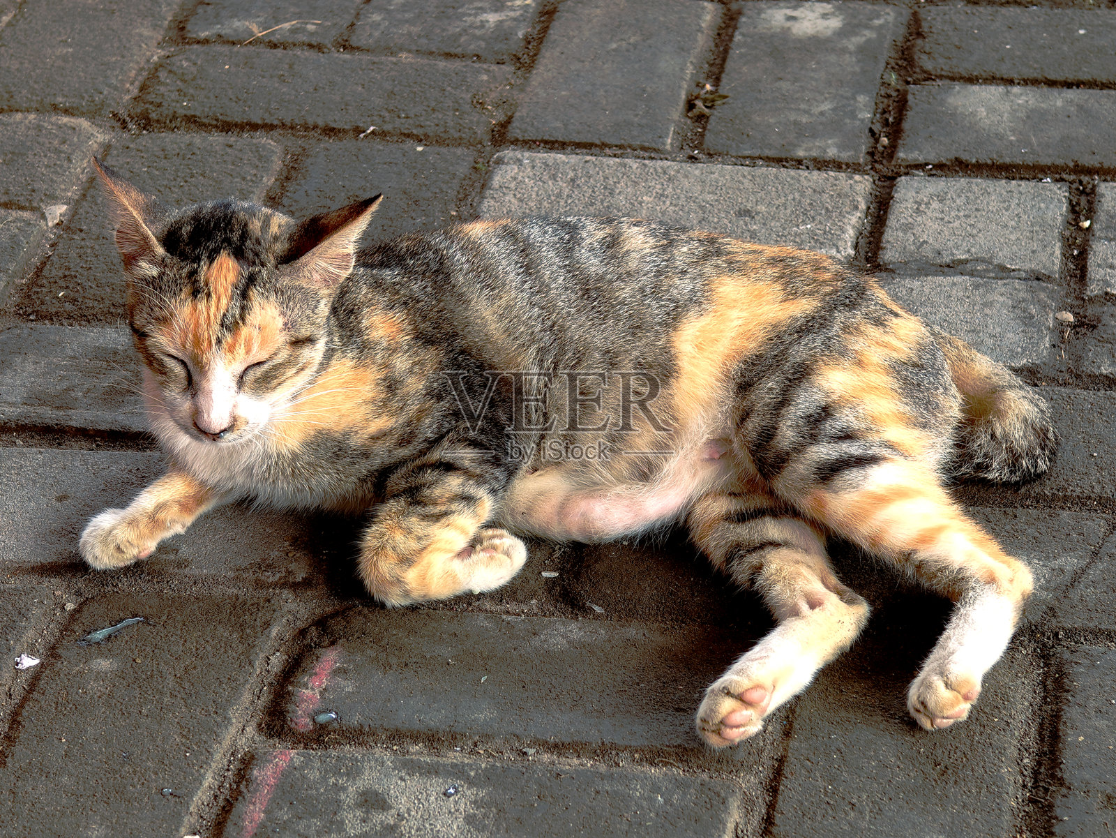 可爱的家猫照片摄影图片