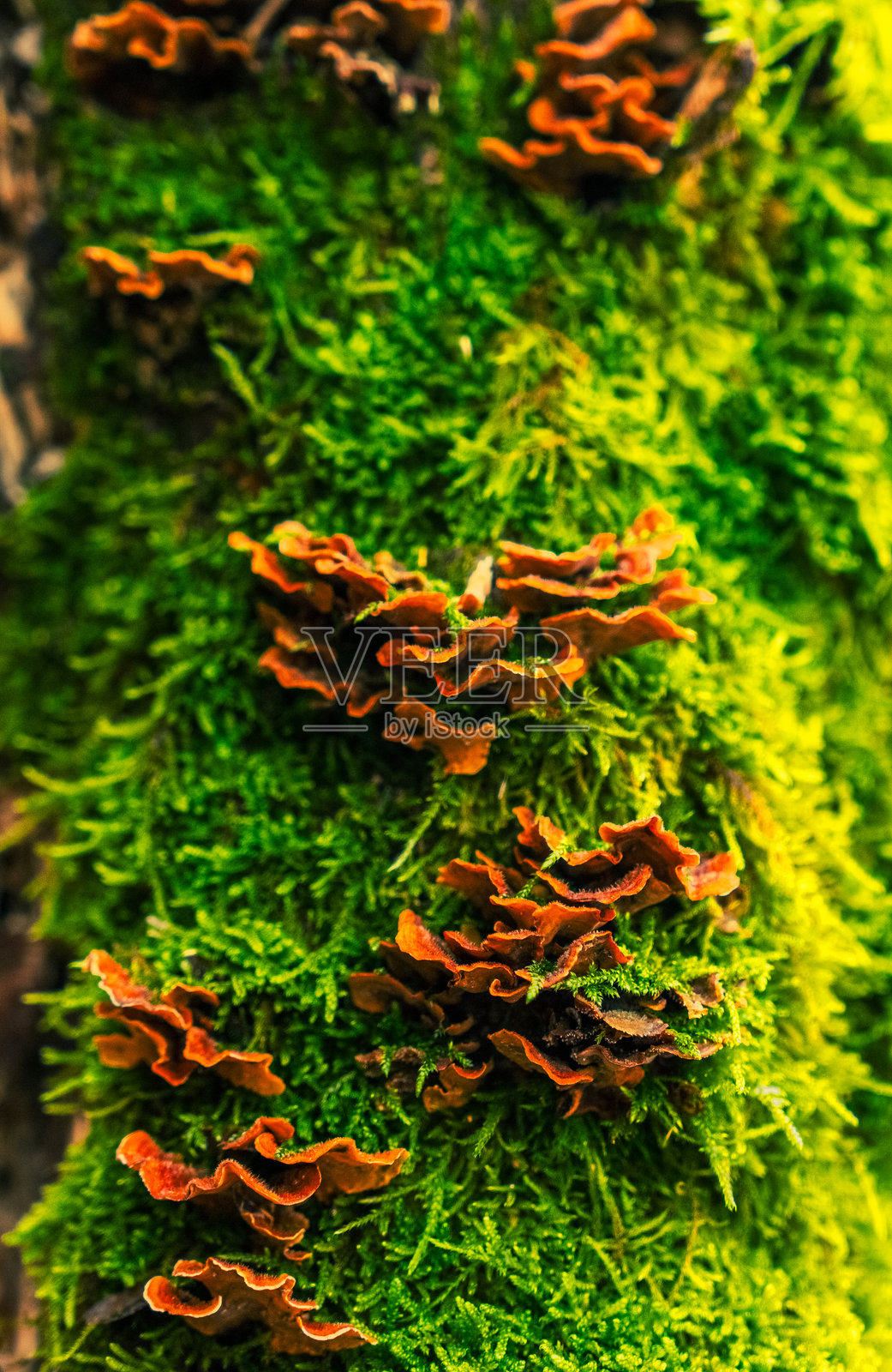 冬季森林中的麋鹿照片摄影图片