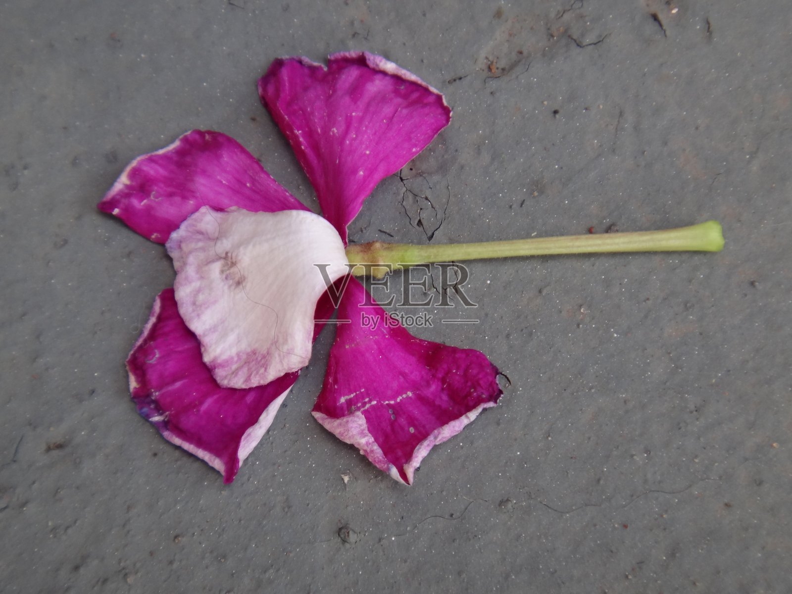 粉色的长春花在衰退中，枯萎和褪色的花瓣与绿色的草地背景形成柔和的对比。植物的自然过渡反映了自然界中生命的延续。照片摄影图片