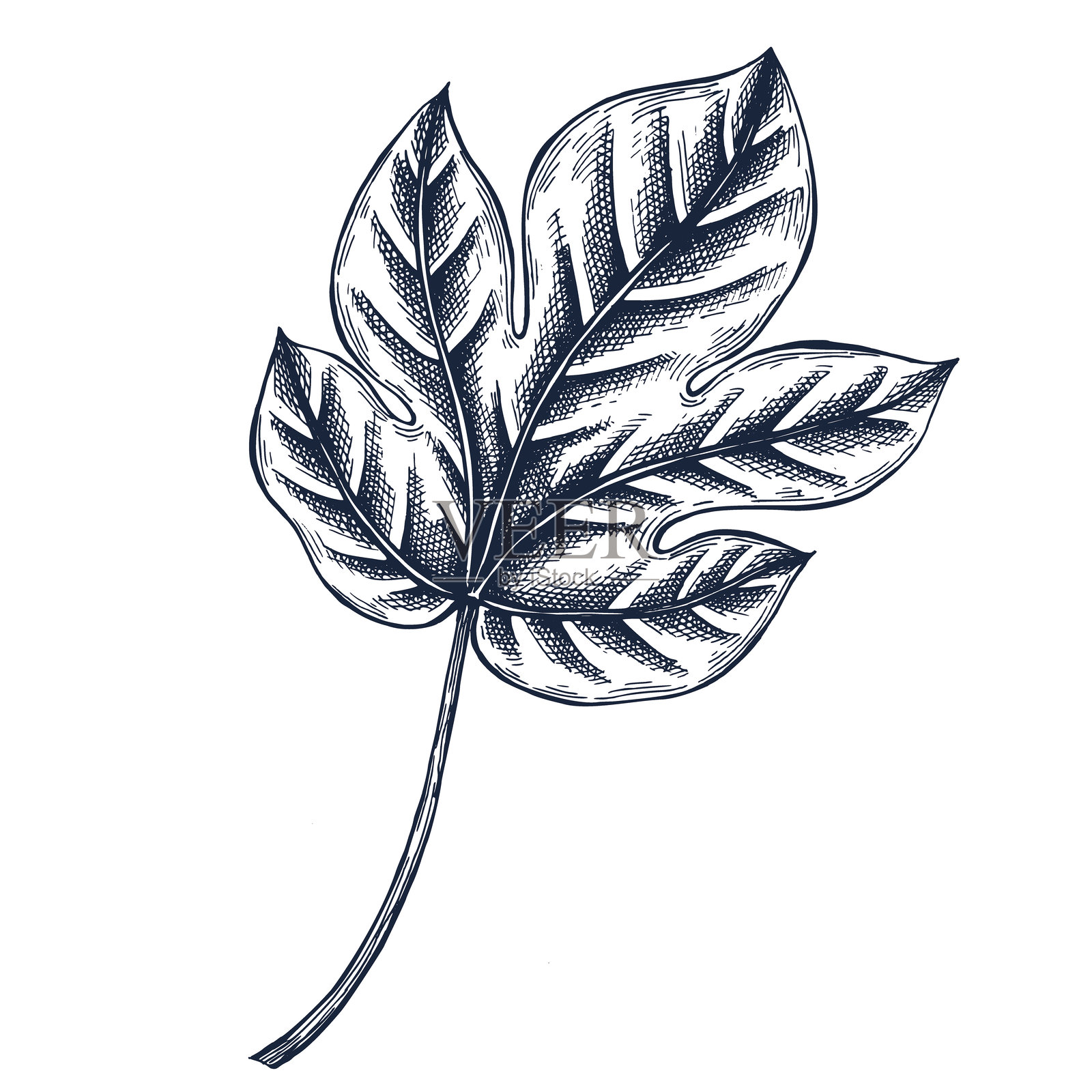 棉花叶子植物手绘孤立矢量插图。叶子素描符号用于卡片设计、婚礼邀请、包装、标签、海报、印刷。雕刻风格。白色背景上的棉花叶子。插画图片素材