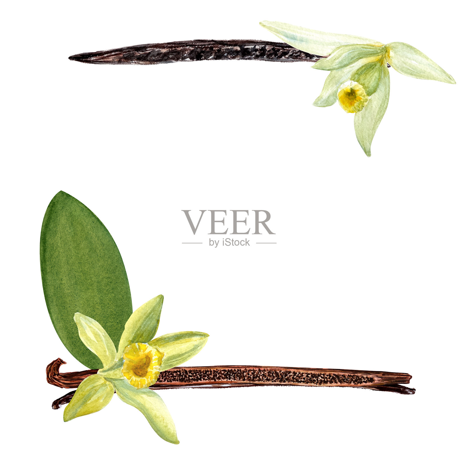 香草豆与花朵和叶子的水彩框，孤立在白色背景上。插画图片素材