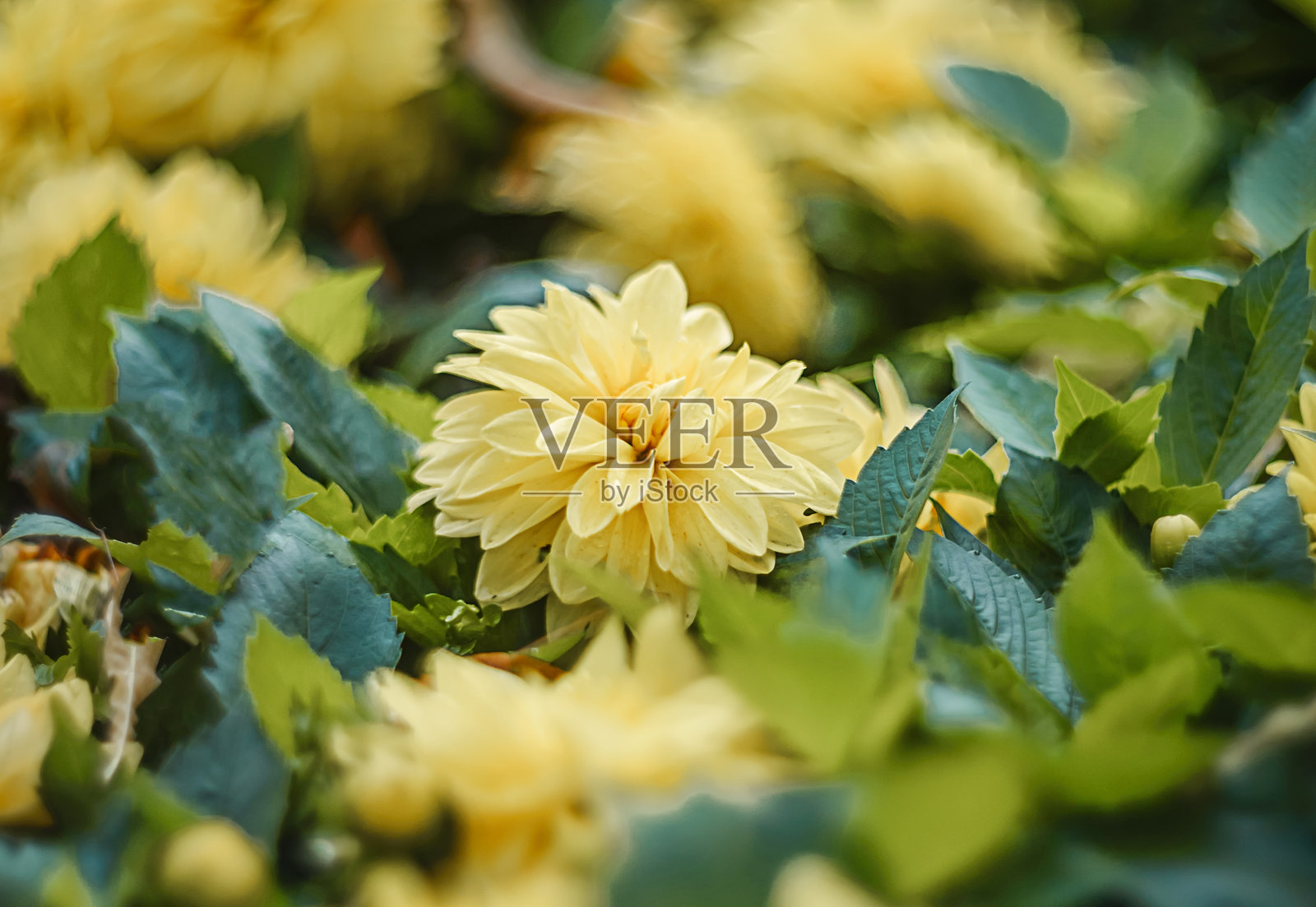 花园里的黄色大丽花La Luna照片摄影图片