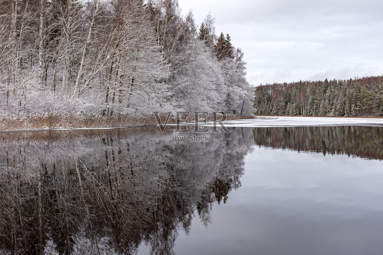 冬季风景，宁静的湖泊，白色的树木，芦苇，静谧湖面的倒影，迷人的自然宁静，拉脱维亚的维达瓦湖照片摄影图片