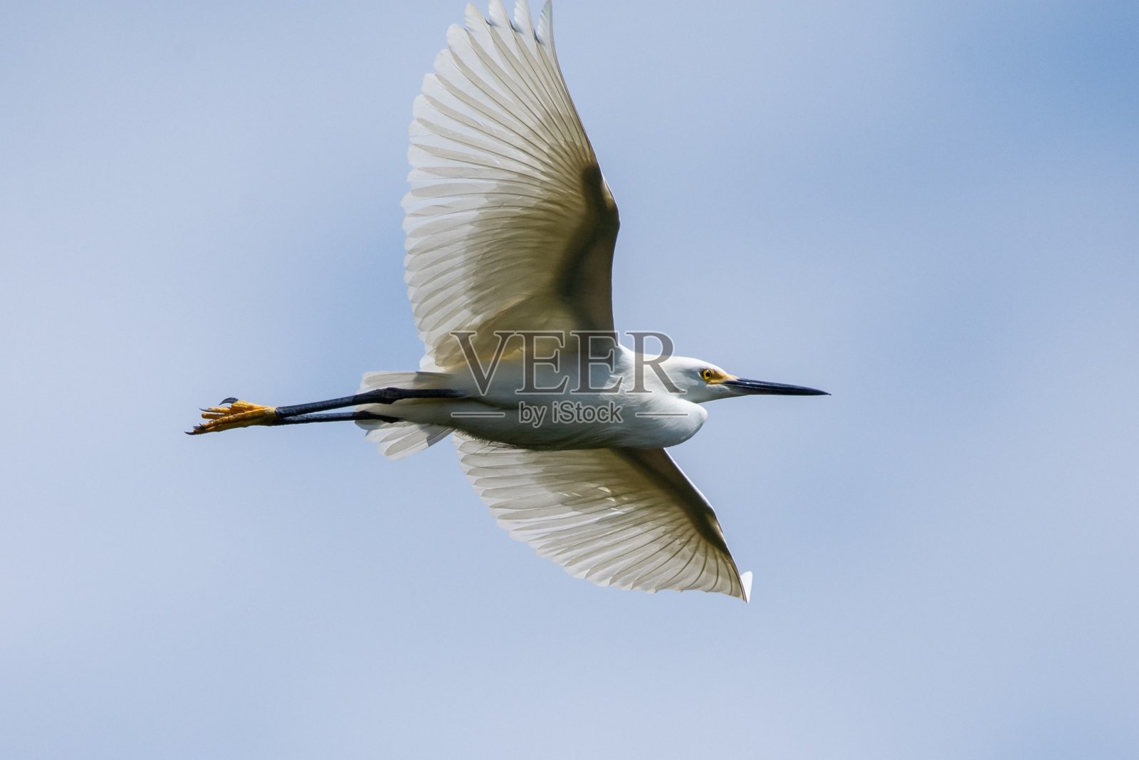 小白鹭照片摄影图片
