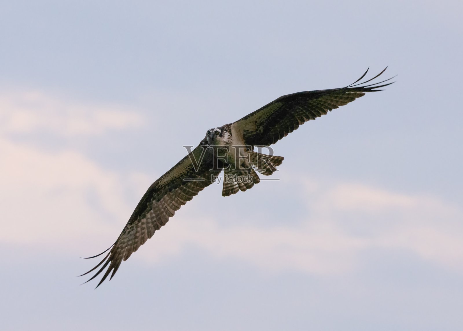 飞翔的鱼鹰照片摄影图片