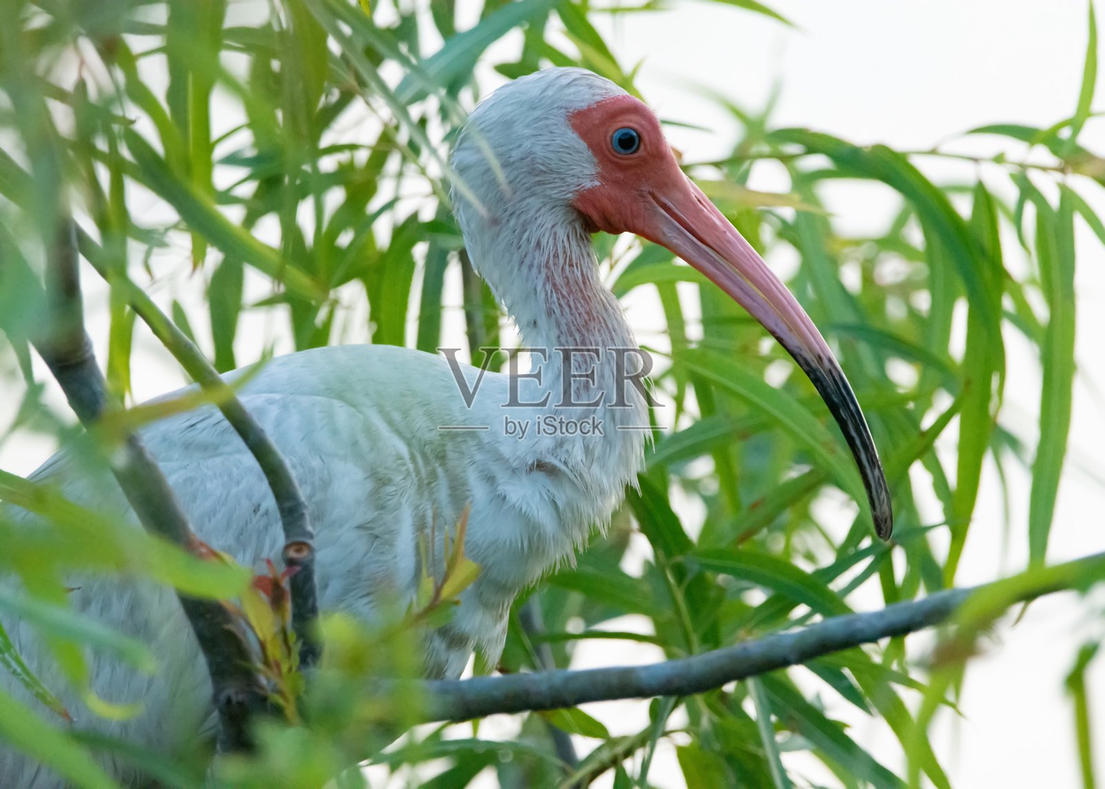 白鹭照片摄影图片