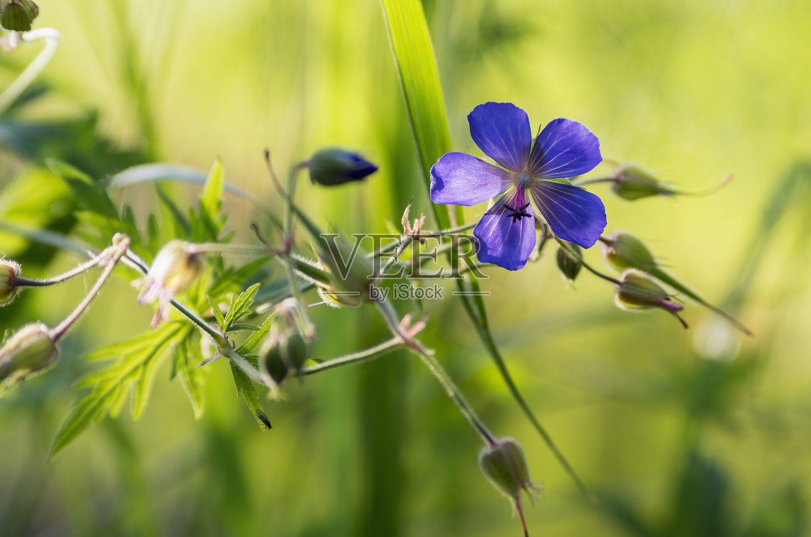 南乌拉尔，草地上的盛开林生天竺葵（Geranium sylvaticum）。照片摄影图片