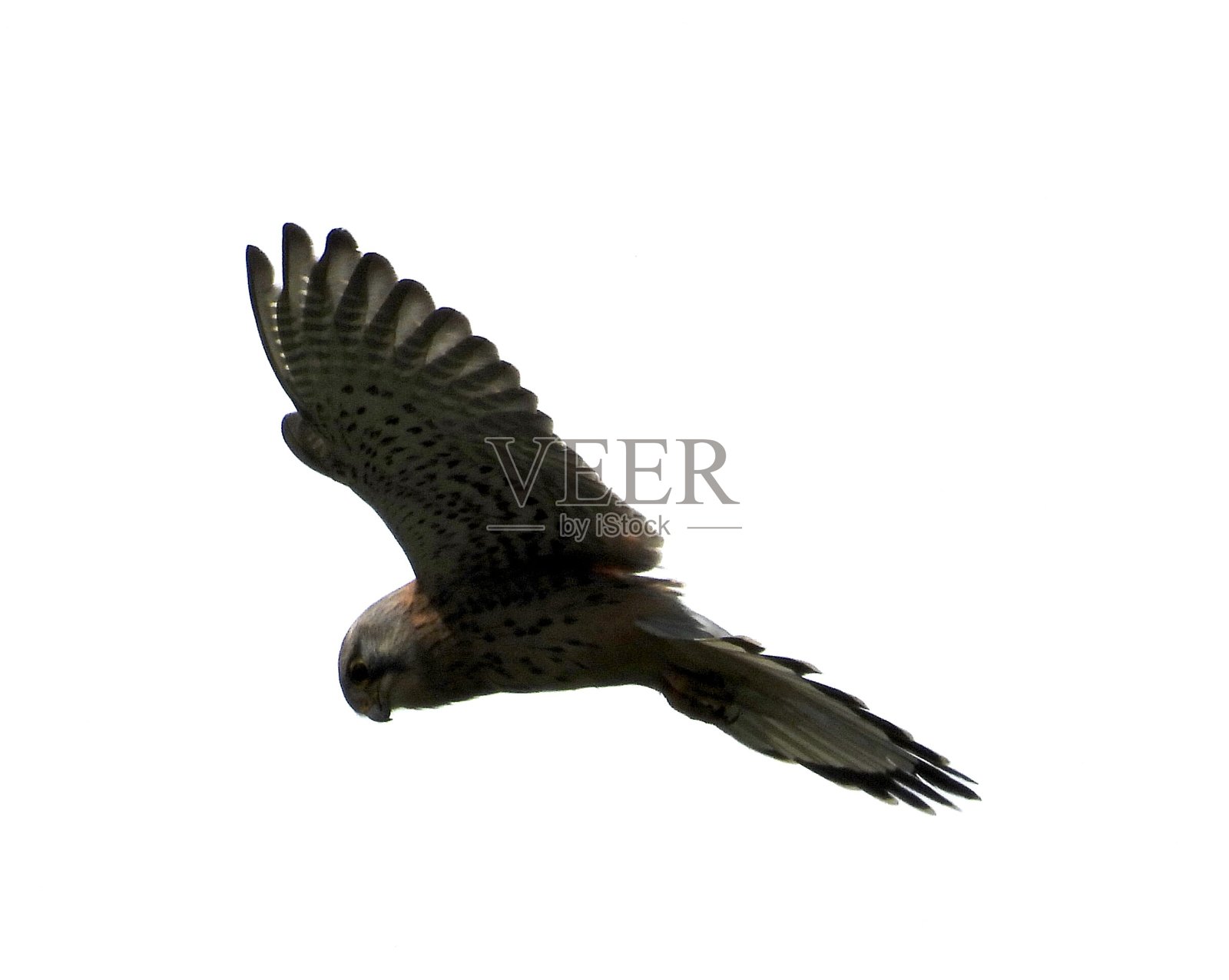 小型猎鹰悬停捕猎照片摄影图片