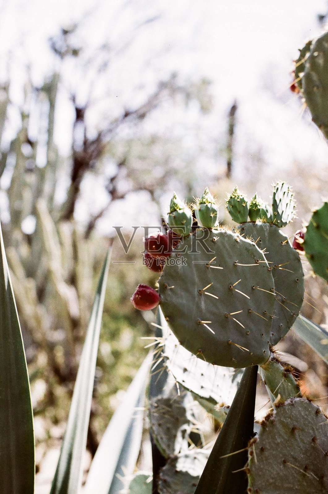 莫滕植物园照片摄影图片