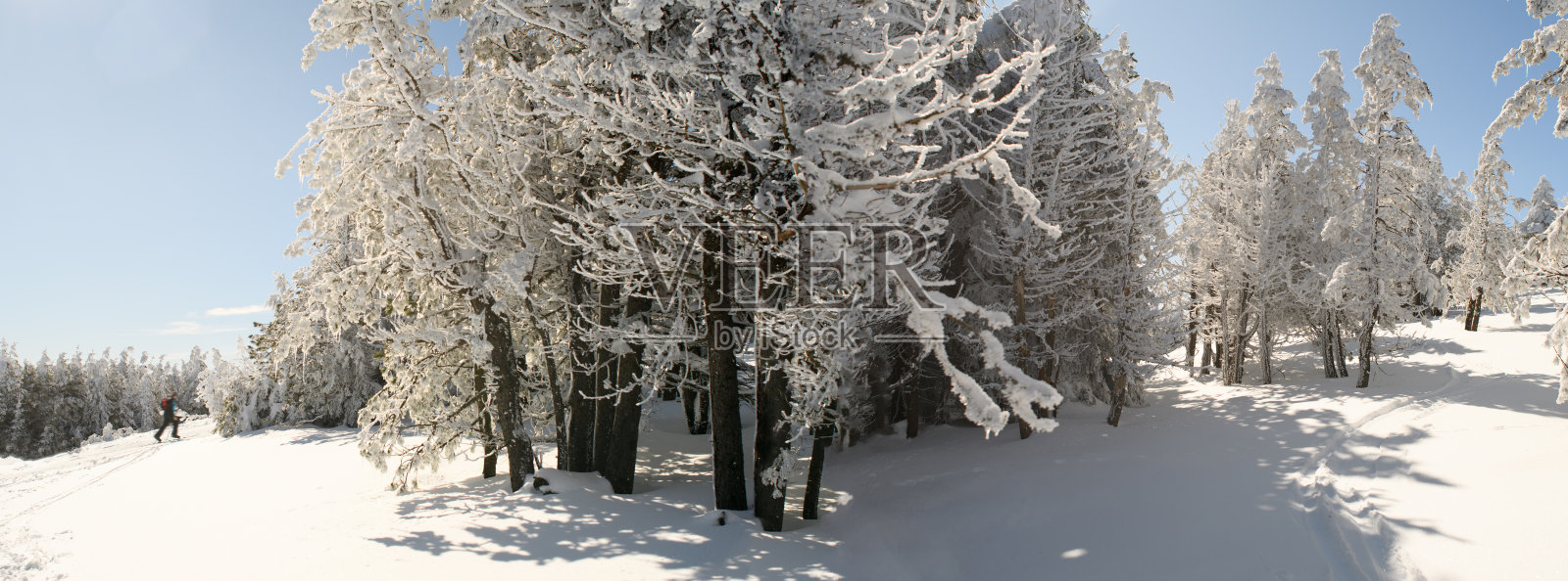 一名越野滑雪者在林木茂密的雪地景观中照片摄影图片