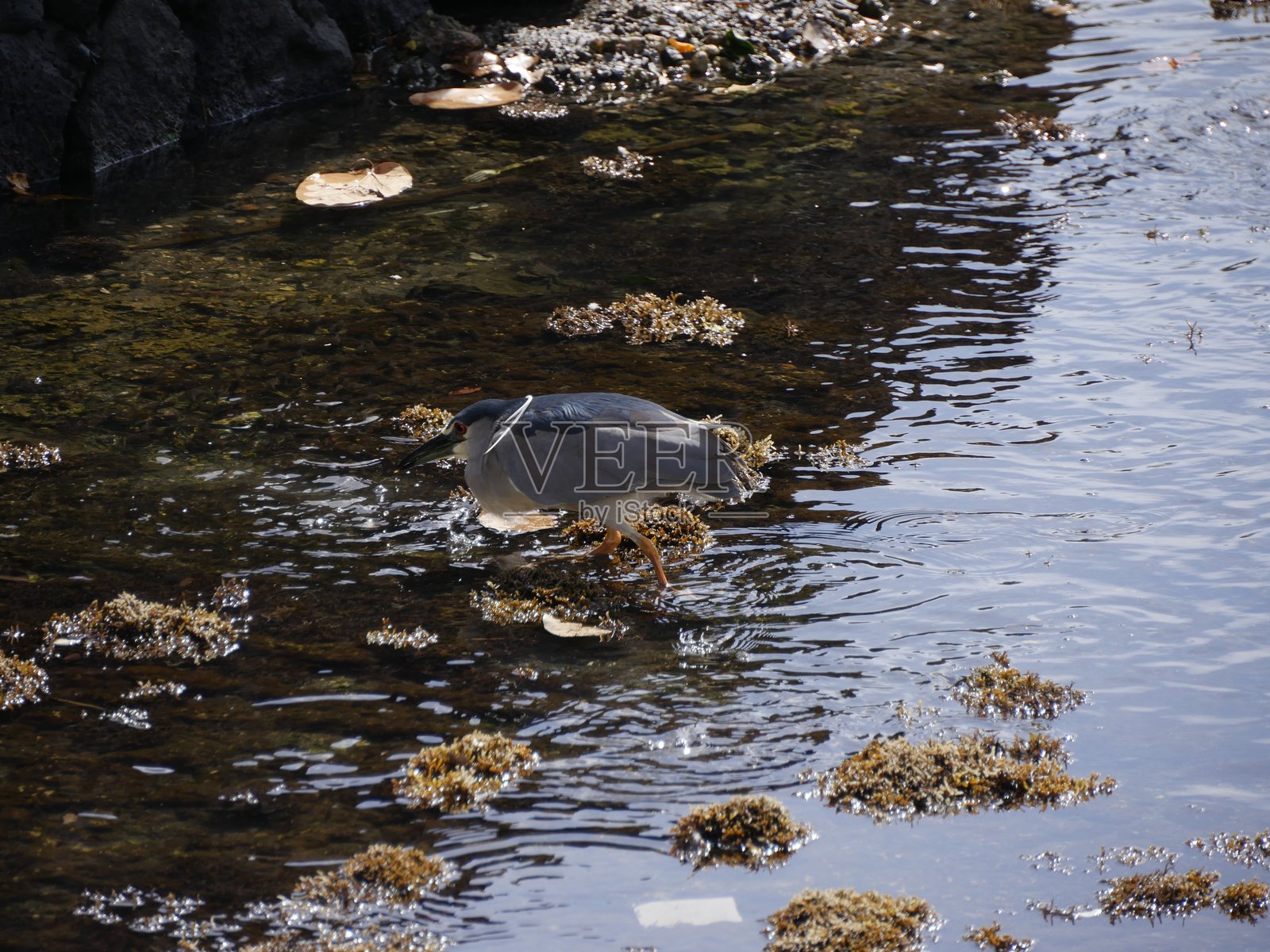 白鹭在苔藓水中涉水照片摄影图片