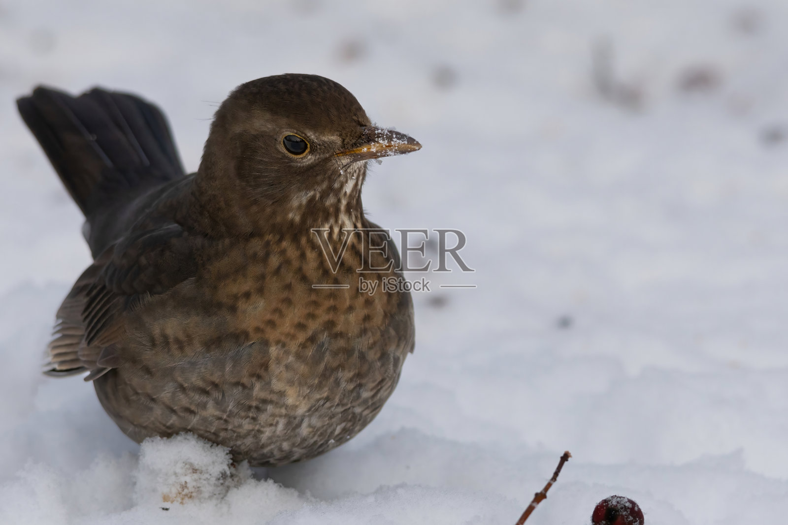 黑鸫（Turdus merula）雌鸟照片摄影图片