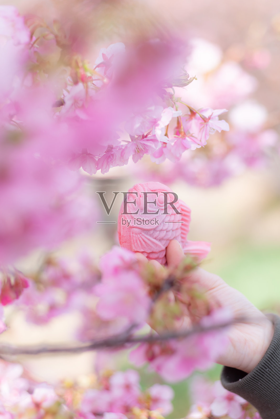 河津樱花与鯛鱼烧照片摄影图片