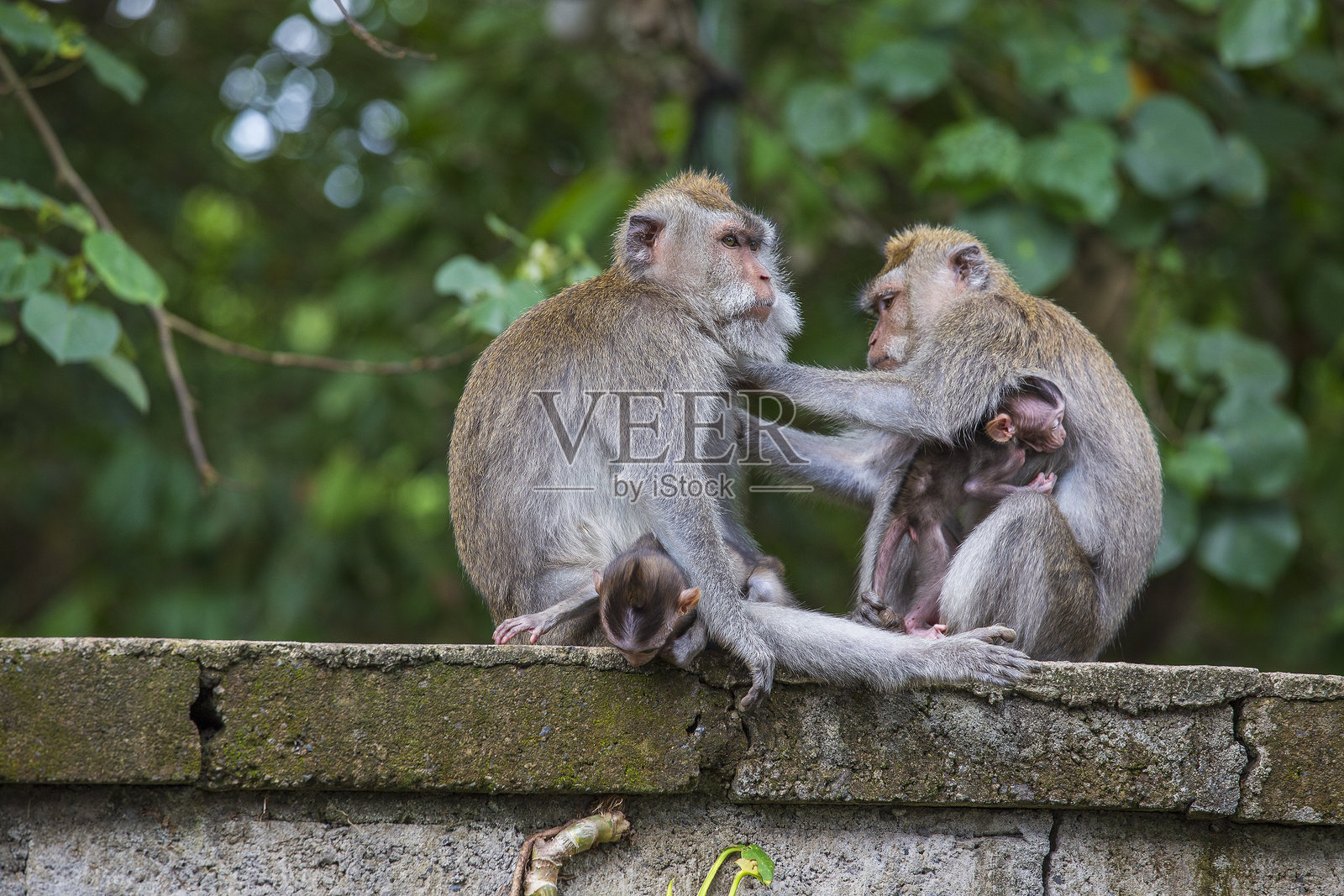 巴厘岛乌布神猴森林的猴子家庭，特写镜头照片摄影图片