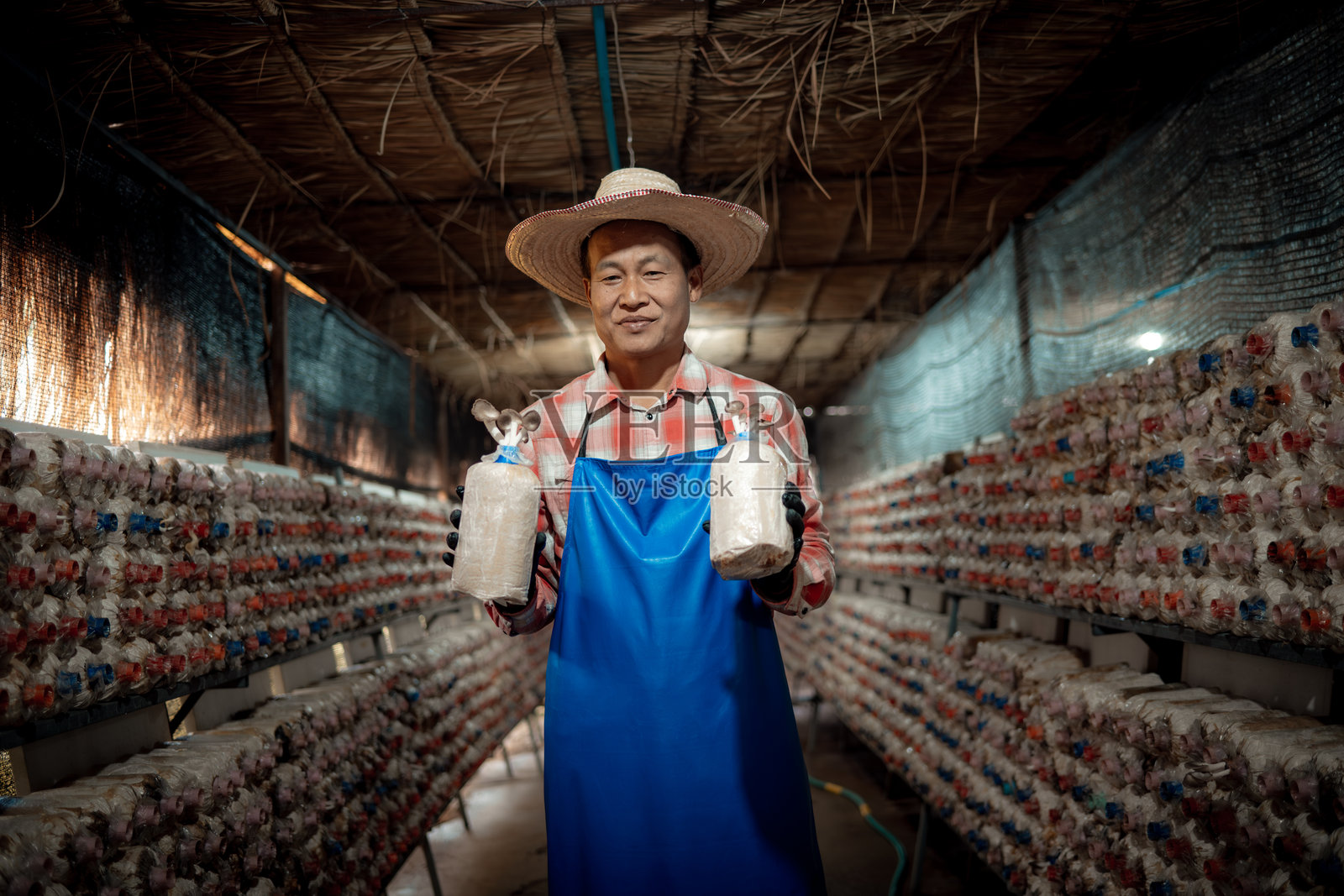 农民在蘑菇种植架上工作，架子上摆满了蘑菇生长袋，展示了创新农业方法以生产高质量食品。照片摄影图片