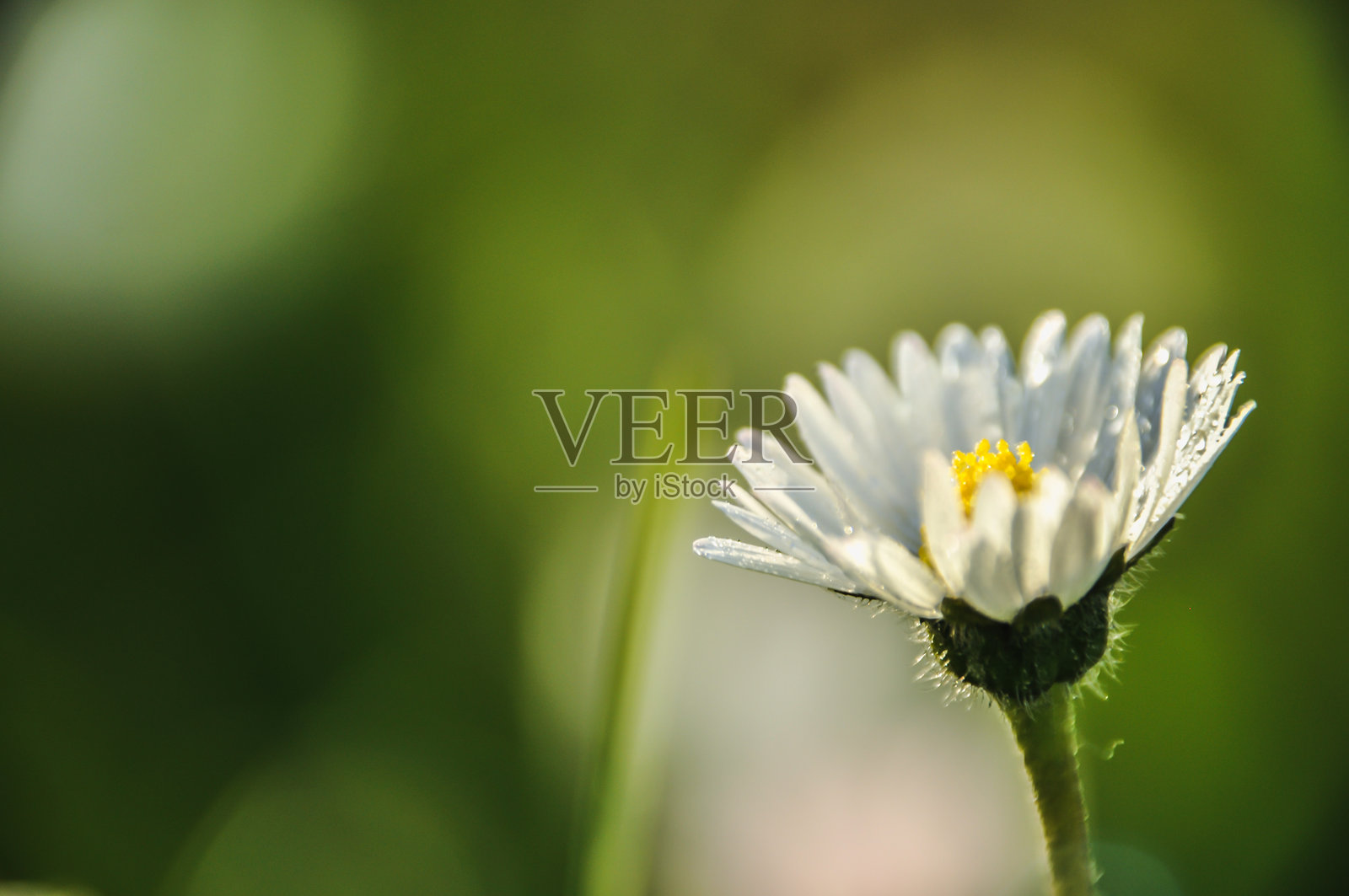 阳光明媚的春天，一朵雏菊盛开在绿色的草地上照片摄影图片