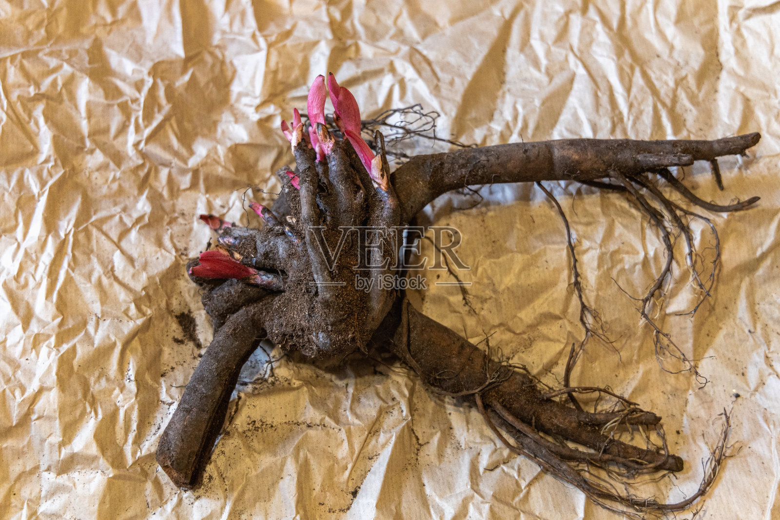 大型草本牡丹的根部，带有芽和根，准备种植前的状态照片摄影图片