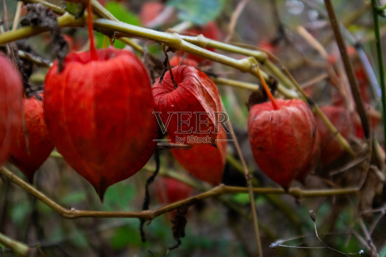森林中的野生灯笼花照片摄影图片