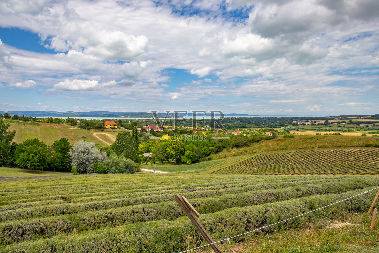 季末的薰衣草田。匈牙利巴拉顿湖的夏末黄昏日落景色。照片摄影图片