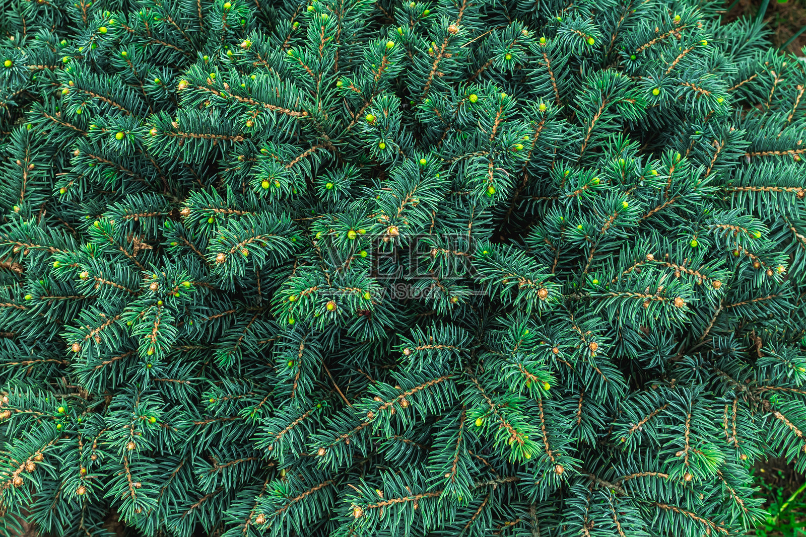 绿色云杉树枝特写。绿色云杉背景。照片摄影图片