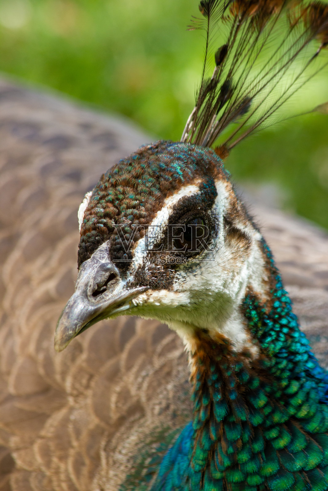 一只美丽的孔雀在公园里悠闲地走着。照片摄影图片