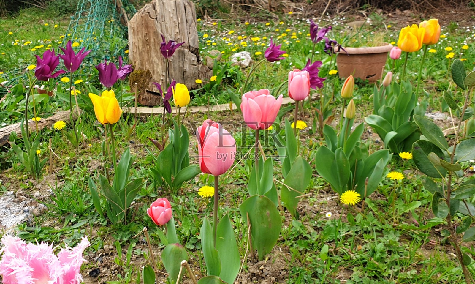 绚丽的郁金香盛开照片摄影图片