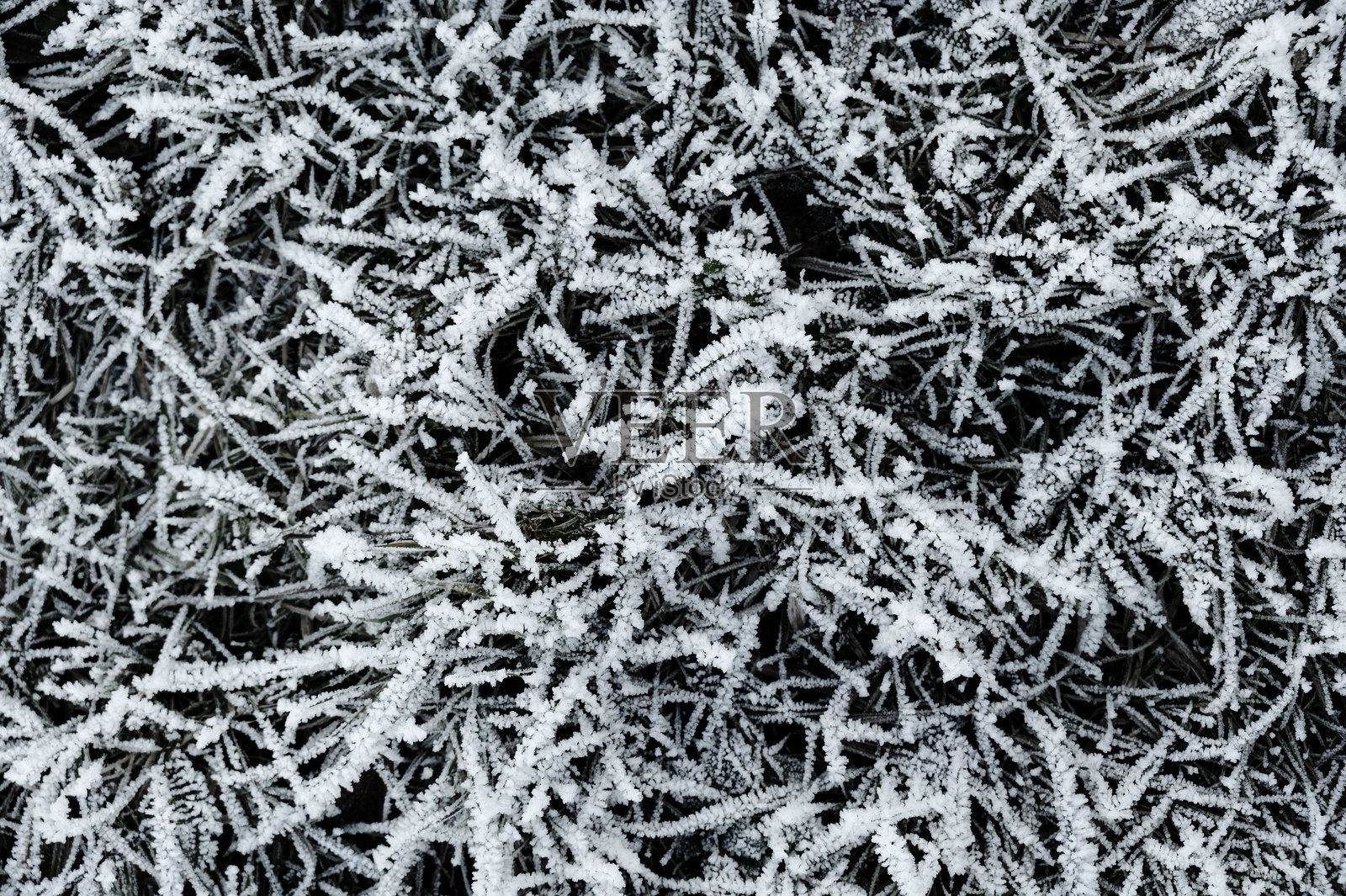 冰冻的草和树枝上覆盖着精致的冰晶。复杂的霜花在寒冷的冬日光线中闪烁，突显了大自然冰冻细节的美丽。照片摄影图片