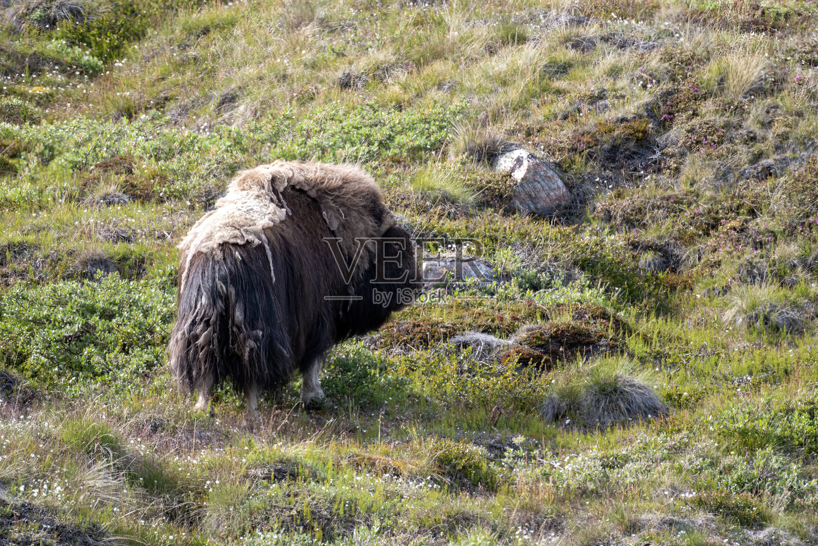 在格林兰的康格鲁斯瓦克地区，麝牛在五彩斑斓的秋季苔原植被中。照片摄影图片
