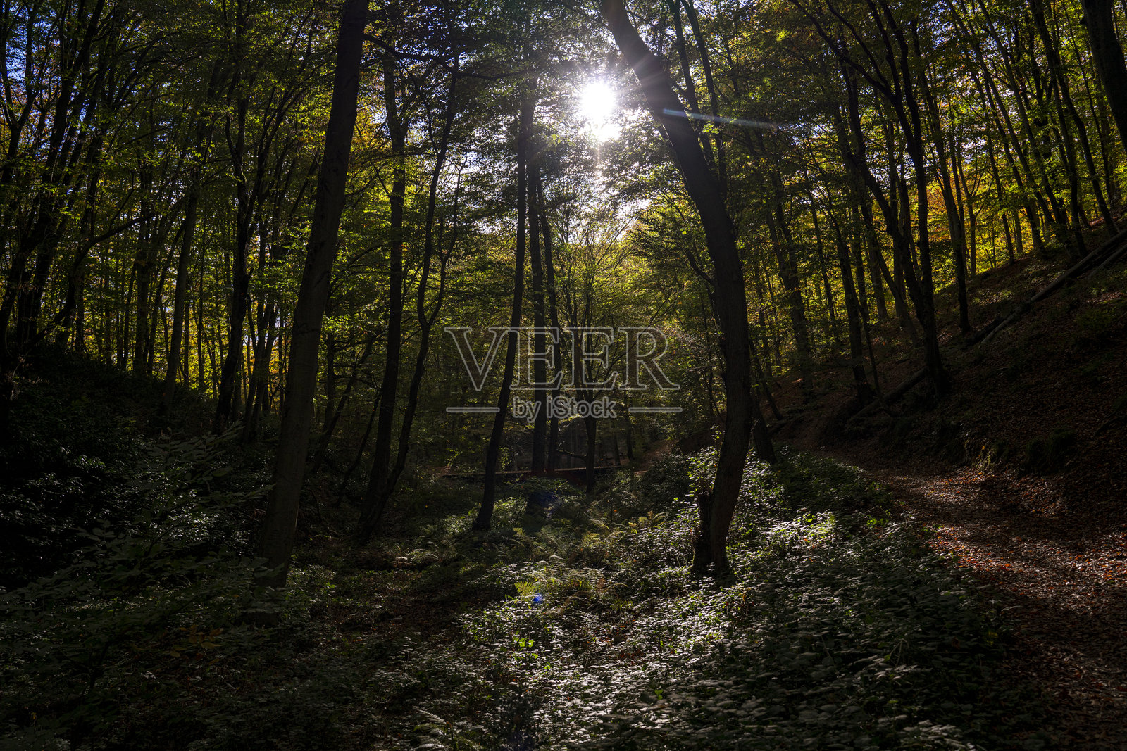 伊斯坦布尔贝尔格莱德森林中的阳光照片摄影图片