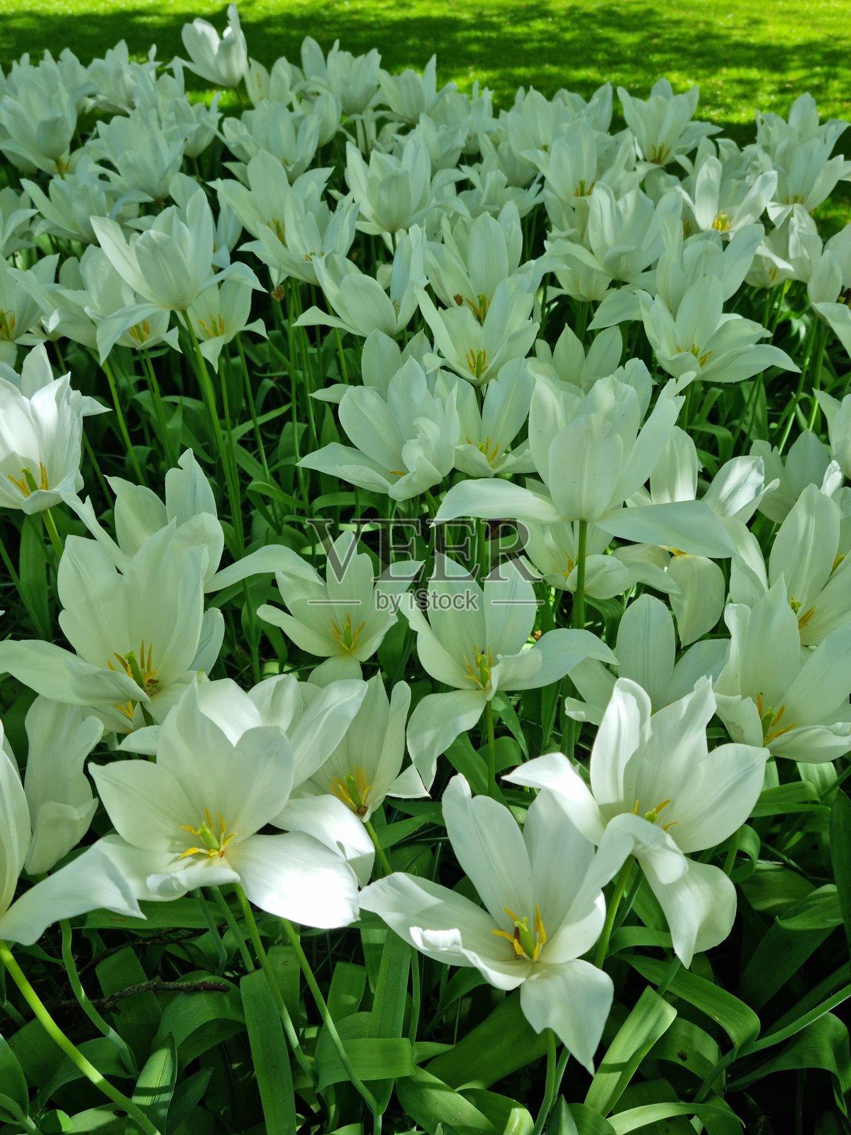 白色郁金香花照片摄影图片