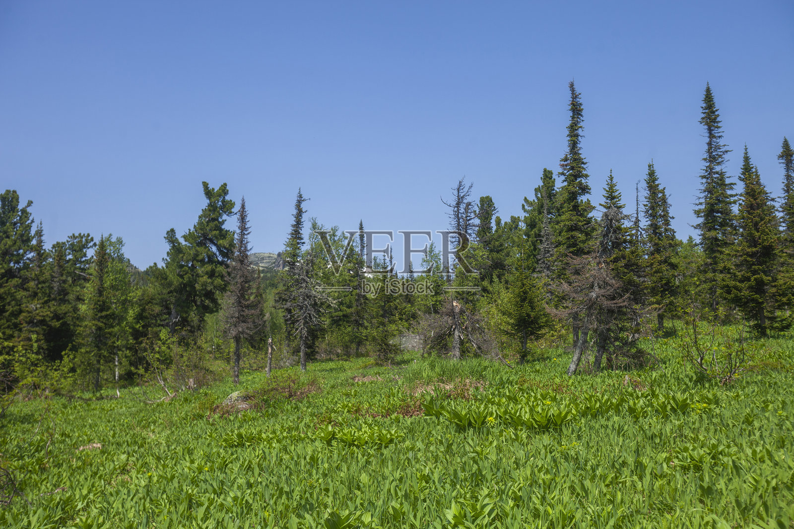 科尔巴（野蒜，野洋葱）。山地肖里亚。俄罗斯照片摄影图片