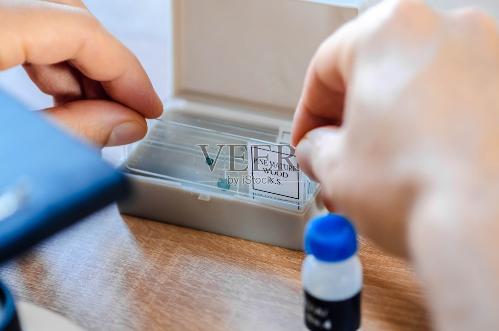 生物学研究员在显微镜下分析准备好的松树成熟木材样本，样本放置在玻璃载玻片上 - 库存照片照片摄影图片