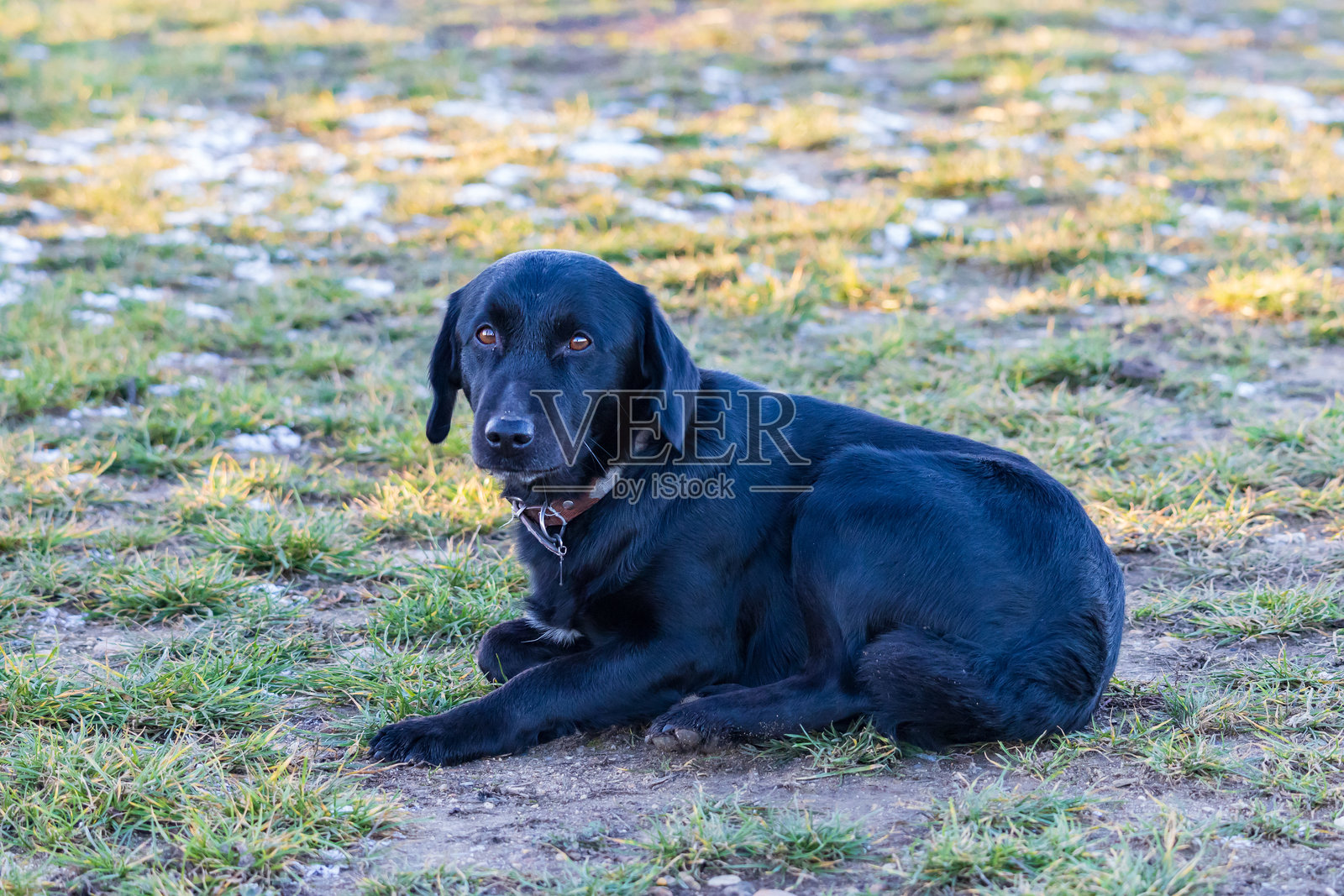 美丽的黑狗在草地上等待照片摄影图片