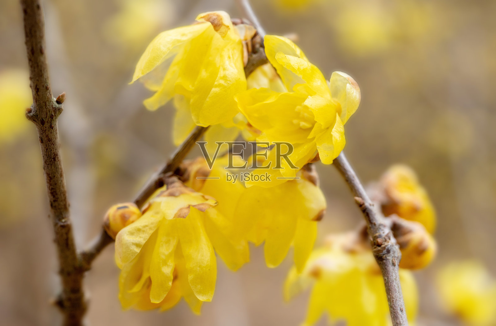 腊梅枝条，冬季的黄色花朵。照片摄影图片