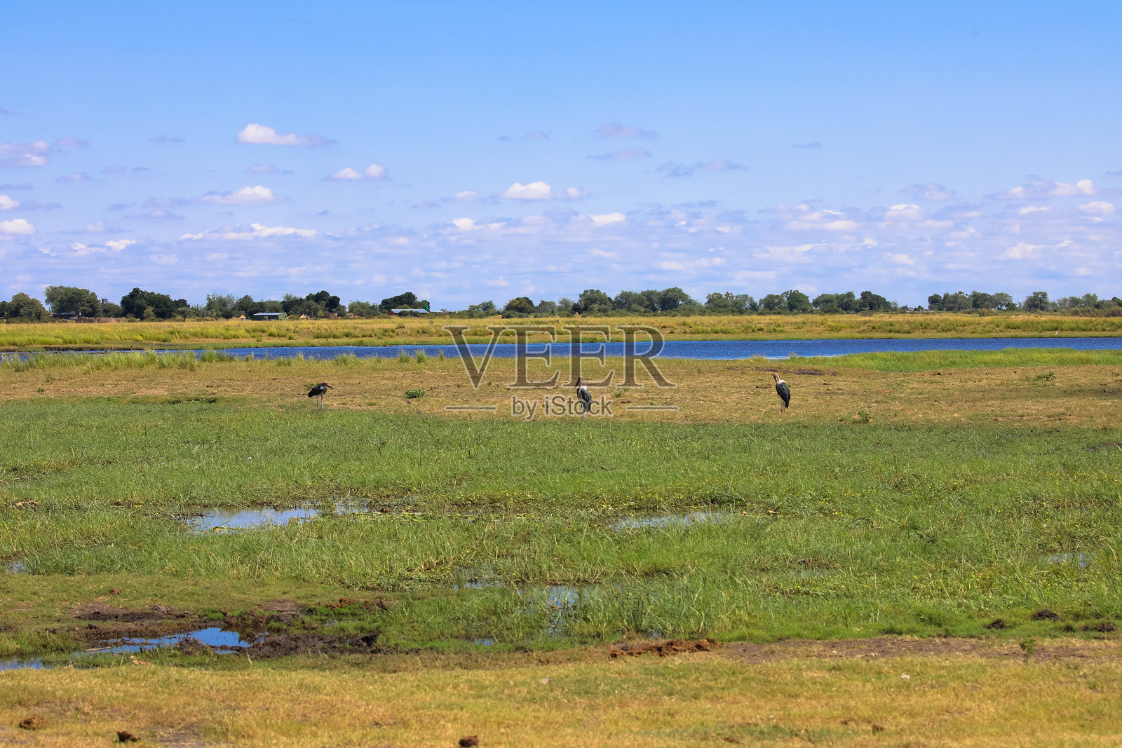乔贝国家公园在雨季的保护区。美丽的植被，草地非常绿。天空中有很多积云。博茨瓦纳，非洲。照片摄影图片