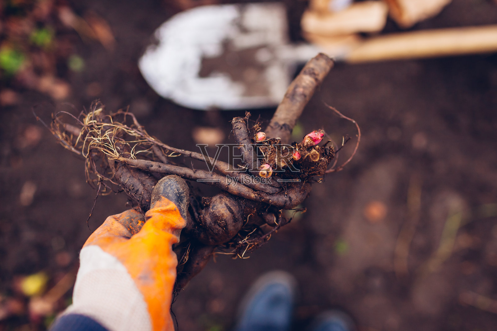 春季园艺。园丁在花园中用铲子将裸根牡丹块茎种植在土壤中。繁殖工作。照片摄影图片