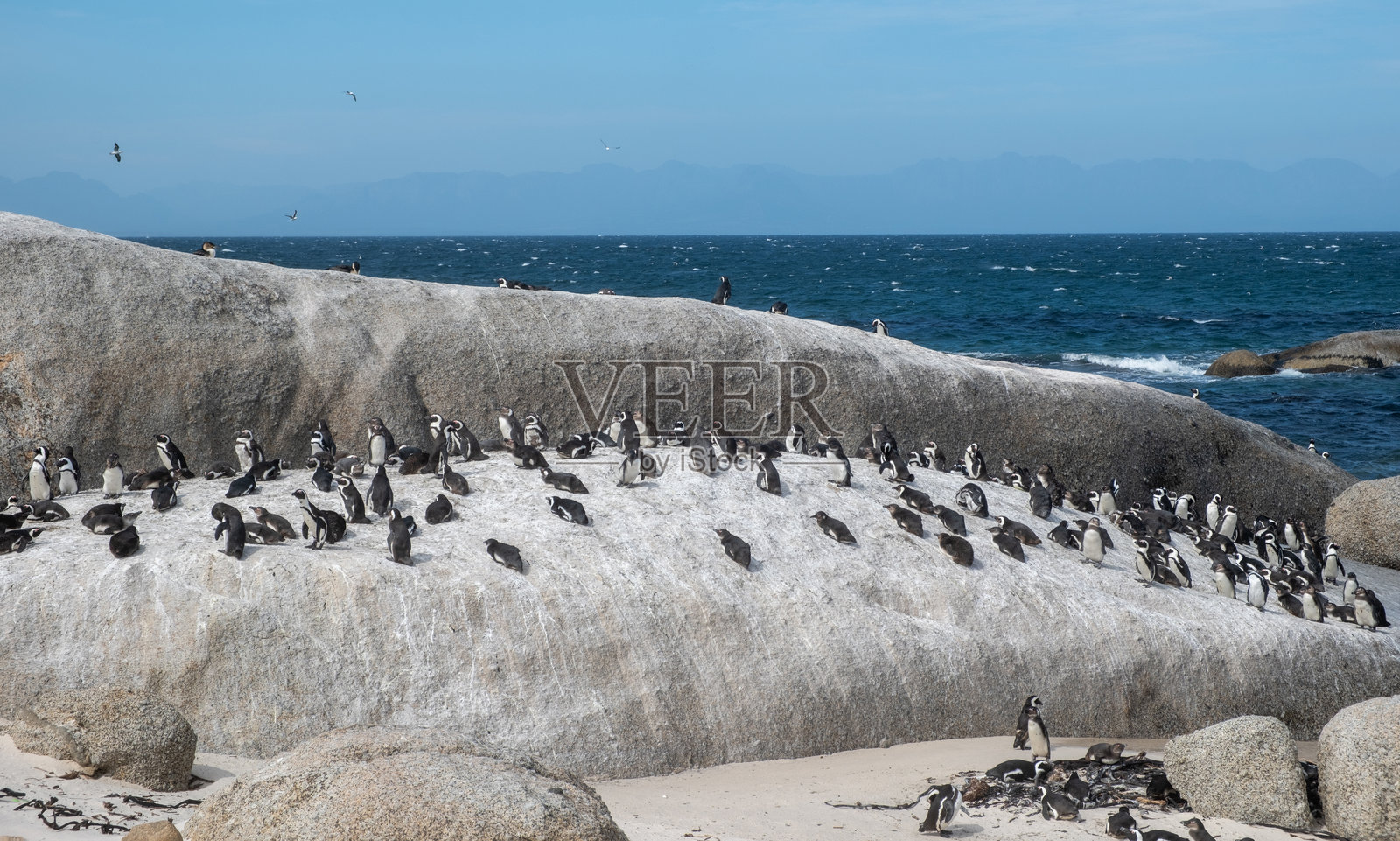 非洲企鹅，也称为开普企鹅，正在南非的海滩上休息。照片摄影图片