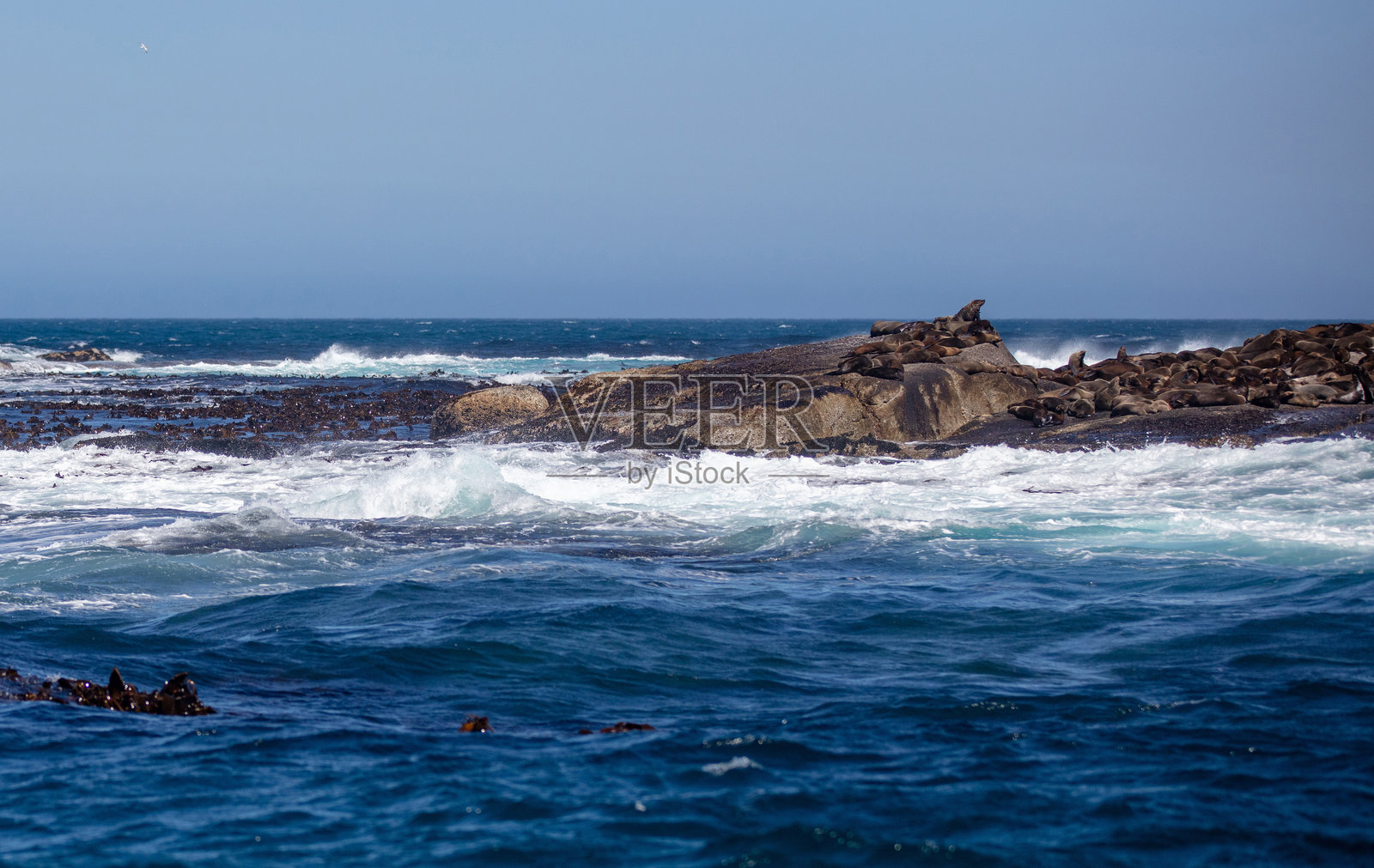 开普敦南非的海豹岛，杜伊克岛上的棕色海豹群落照片摄影图片