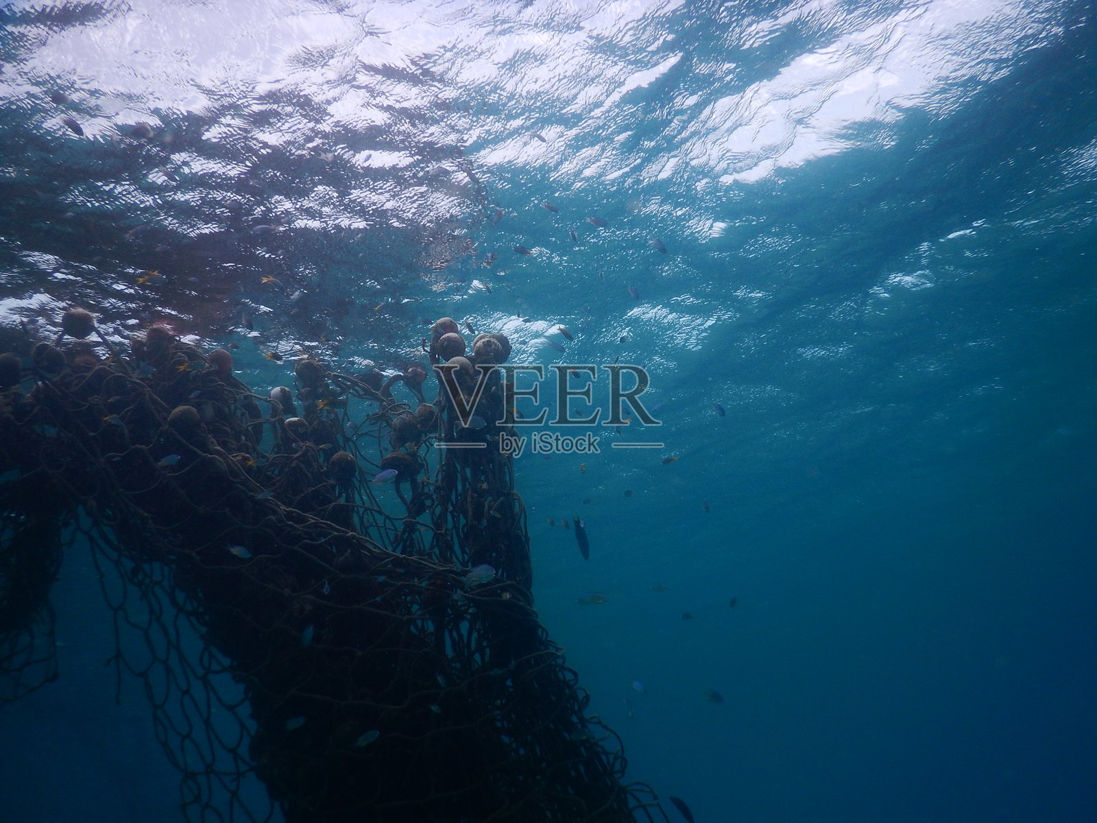 浅滩珊瑚礁与水生动物：一个阳光明媚的水下天堂，充满了五彩斑斓的珊瑚、热带鱼、海龟和其他海洋生物，在温暖清澈的水域中茁壮成长。照片摄影图片