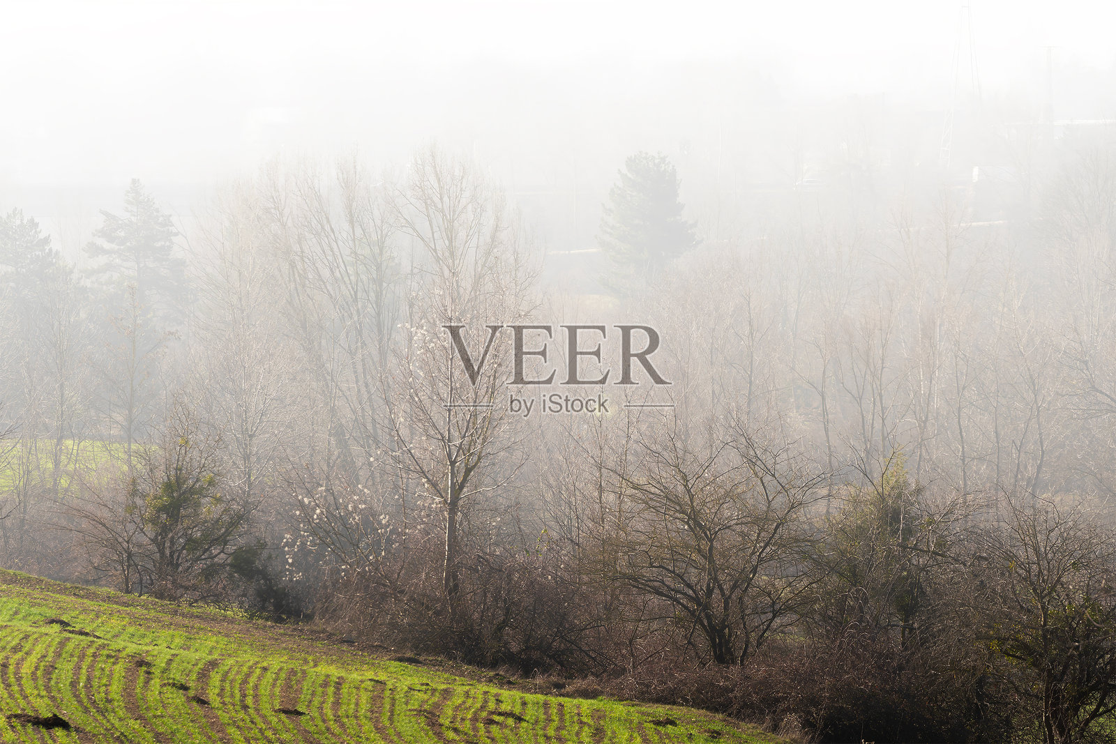 被雾气笼罩的耕地和树木照片摄影图片
